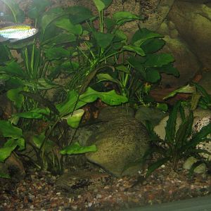 Rostock Zoo - Aquarium - Mixed African tank