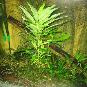 Rostock Zoo - Aquarium - Mixed Asian tank