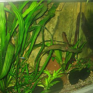 Rostock Zoo - Aquarium - Mixed Asian tank