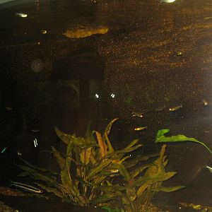 Rostock Zoo - Aquarium - Mixed tetra tank