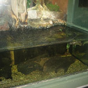Rostock Zoo - Aquarium - Catfish tank