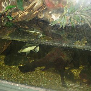 Rostock Zoo - Aquarium - Catfish tank