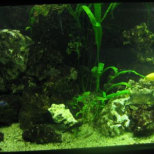 Rostock Zoo - Aquarium - Cichlid tank