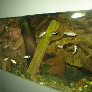 Rostock Zoo - Aquarium - Barb tank