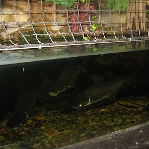 Rostock Zoo - Aquarium - Pangasius/iguana tank