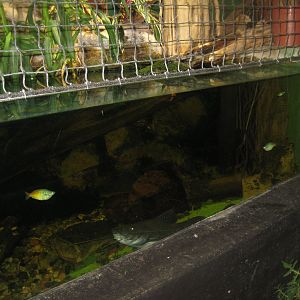 Rostock Zoo - Aquarium - Pangasius/iguana tank