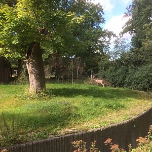 Gerenuk enclosure
