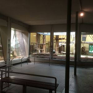 Gorilla & orangutan indoor area