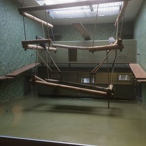 Hamlyn's guenon exhibit