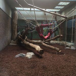 Entellus langur exhibit