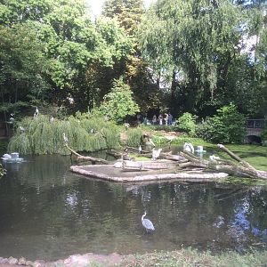 Pelican pond