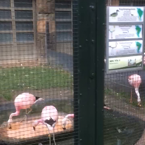 James, Andean & lesser flamingos