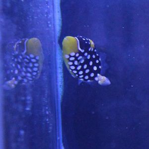 Young Clown triggerfish