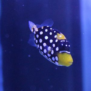 Young Clown triggerfish