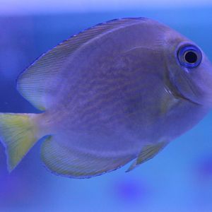 Ctenochaetus binotatus - Twospot surgeonfish