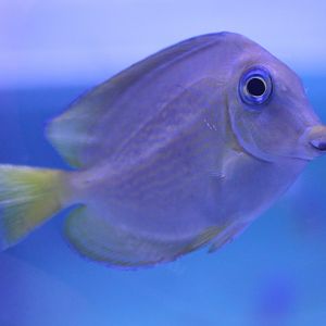 Ctenochaetus binotatus - Twospot surgeonfish