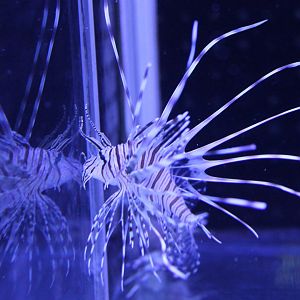 Lionfish - Pterois antennata