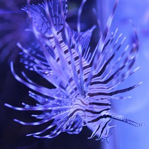 Lionfish - Pterois antennata