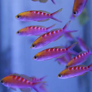 Pseudanthias flavoguttatus