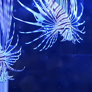 Lionfish - Pterois antennata