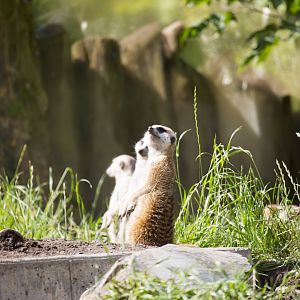Meerkat