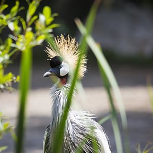 Grey Crowned Crane