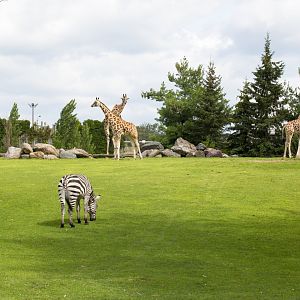 Mixed Species Habitat