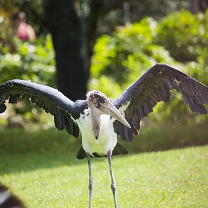 Marabou Stork