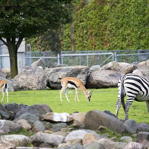 Mixed species exhibit