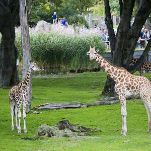 Giraffes in mixed species exhibit