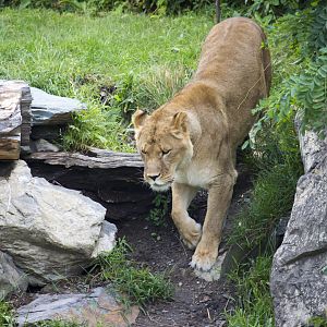 Older Lioness