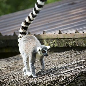 Ring Tailed Lemur