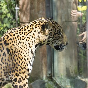 Jaguar looks through glass at visitor