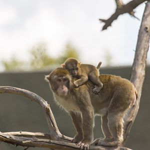Japanese Macaque