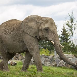 African Elephant