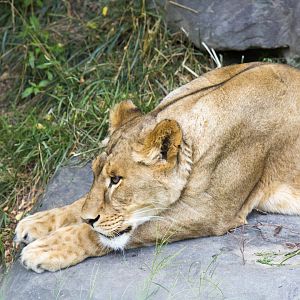 Younger Lionness