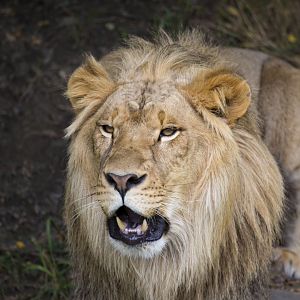 Young Male Lion