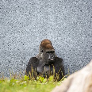 Gorilla