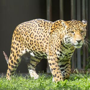 Jaguar