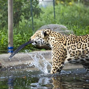 Jaguar in shallow pool