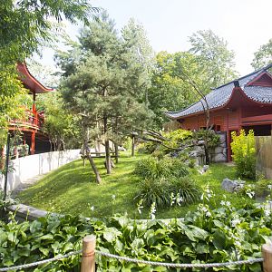 Red Panda Exhibit - Side View