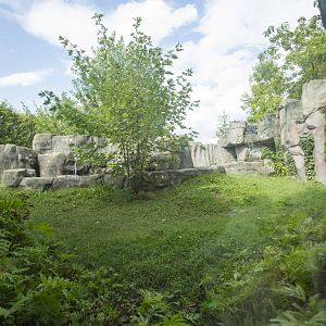 Asiatic Black Bear Exhibit