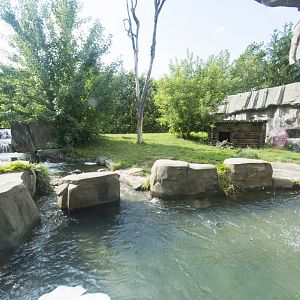 Asiatic Black Bear Exhibit