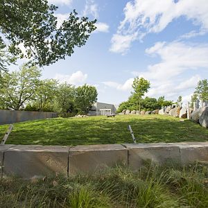 African Elephant 1st Yard