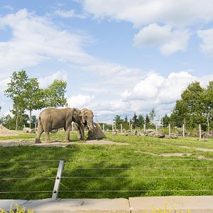 African Elephant Second Yard