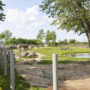 African Elepant Second Yard Side View