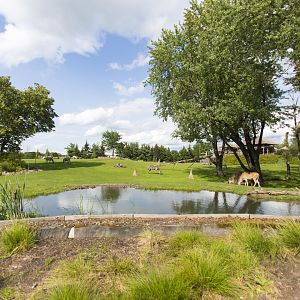 Mixed Species Habitat