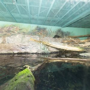 Otter enclosure