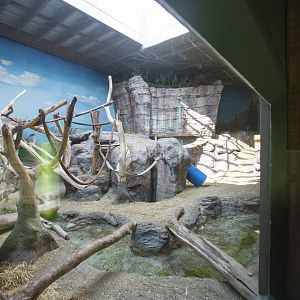 Indoor Gorilla Habitat