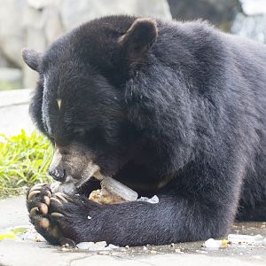 Asiatic Black Bear